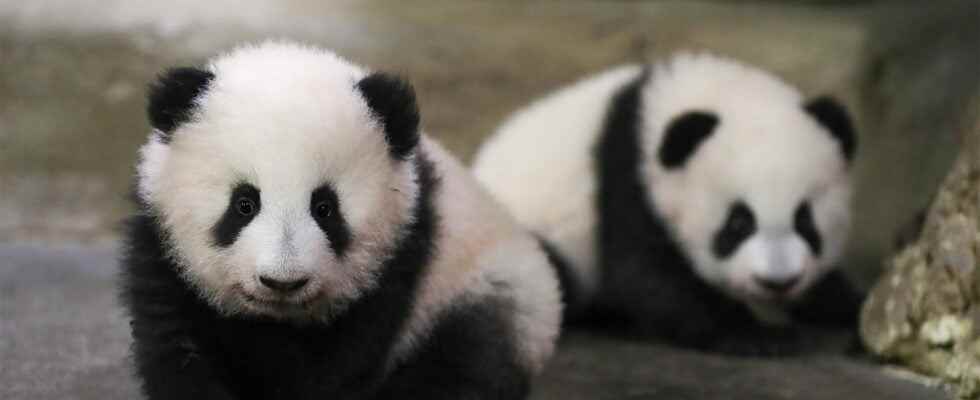 Beauval Zoo binoculars visible for the first time