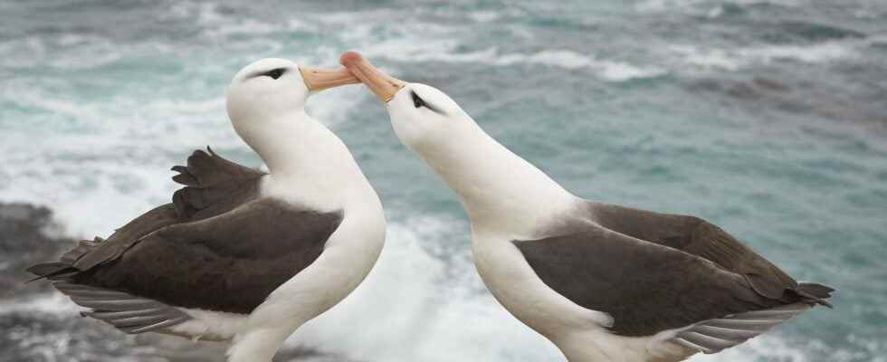 Climate change leads to chain divorce among albatrosses