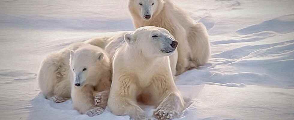 Could the polar bear live in Antarctica