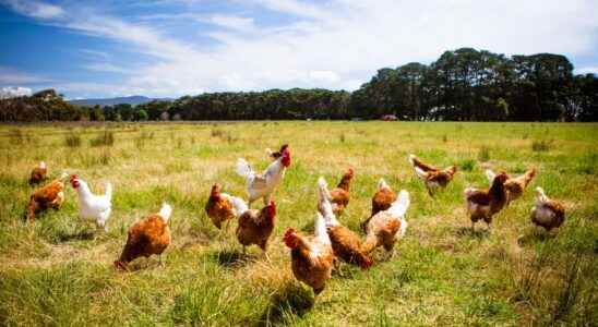 Eggs and organic milk affected by pollution