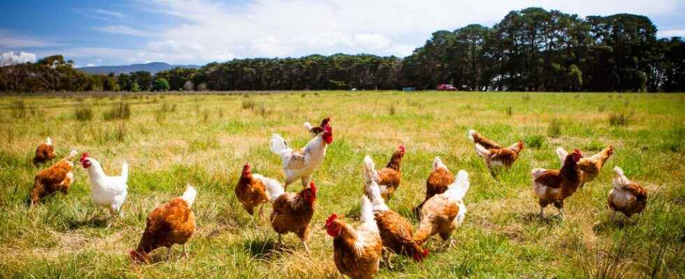 Eggs and organic milk affected by pollution