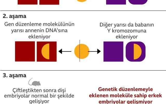 Genetic sex selection succeeded billions of animal killings could be