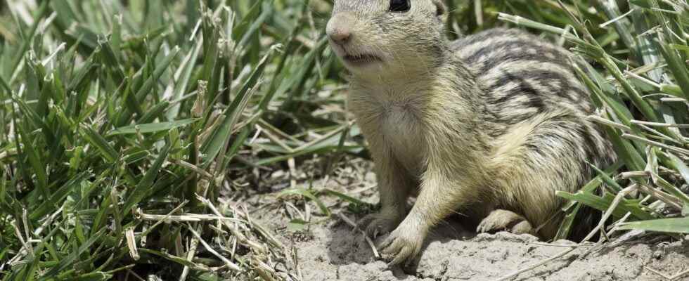 Hibernation how do squirrels go months without drinking