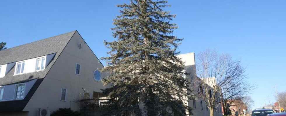 Maple Manor Christmas tree shines bright