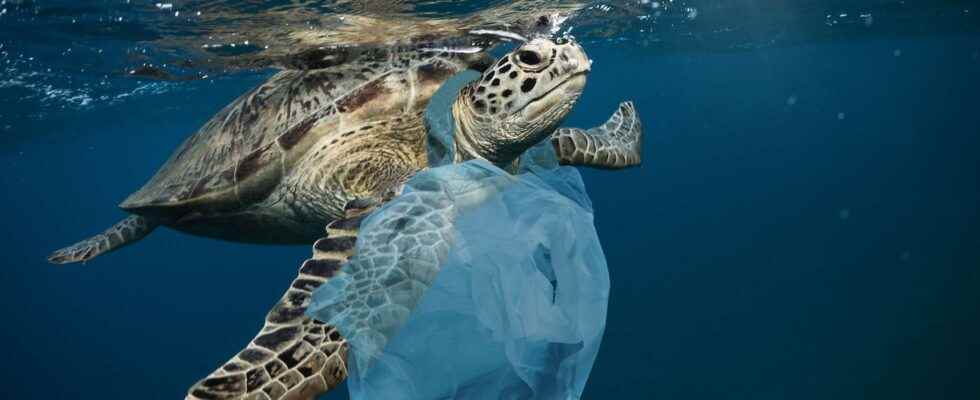 Species take advantage of plastic waste in the ocean to