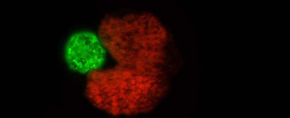 These Pac Man shaped xenobots are able to reproduce in the