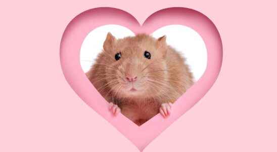 This little mouse can mend her heart on her own