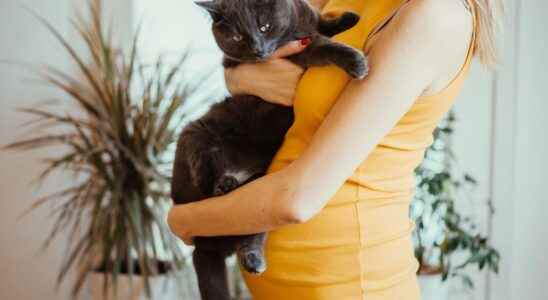 Toxoplasmosis and pregnancy symptoms prohibited foods advice