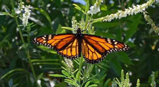 What happens to insects in winter