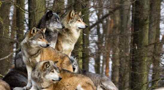 Where do wolves live in France