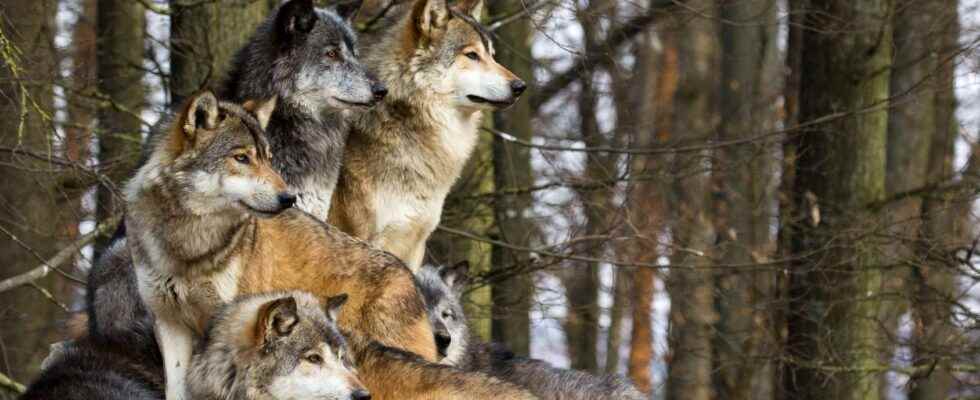 Where do wolves live in France