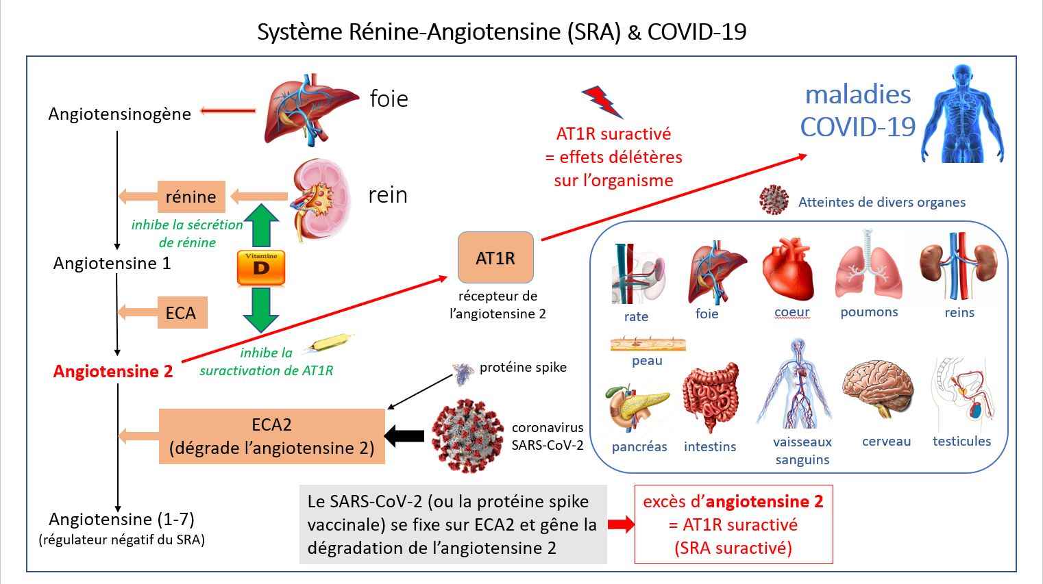 The binding of the coronavirus SARS-CoV-2 (or spike protein) to its cellular receptor ACE2 (angiotensin converting enzyme 2) interferes with the degradation of angiotensin 2 by ACE2 which, in excess, induces the over-activation of the cellular receptor AT1R .  The over-activation of the RAS has very deleterious effects on the organism, leading in particular to the development of COVID-19 diseases.  The AT1R receptor has vasoconstrictor (hypertensive), pro-inflammatory (cytokine storm), pro-thrombotic, pro-fibrosing, pro-oxidative (causes oxidative stress), pro-angiogenic, hypertrophying organs (heart, lungs, etc.), inhibiting the production of nitric oxide (NO) affecting the immune and nervous systems ... The over-activated AT1R receptor (= RAS dysfunction) is thus the real culprit in Covid-19 diseases.