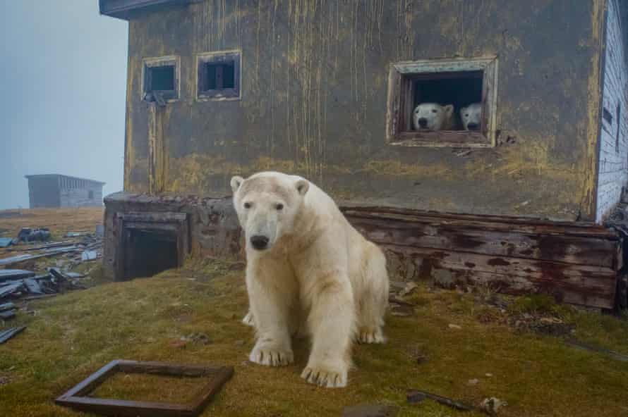 Polar bears living in an abandoned weather station in Kolyuchin