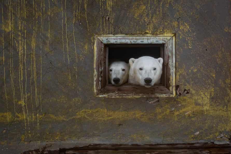 Polar bears living in an abandoned weather station in Kolyuchin