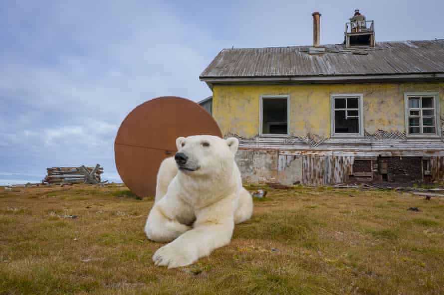 Polar bears living in an abandoned weather station in Kolyuchin