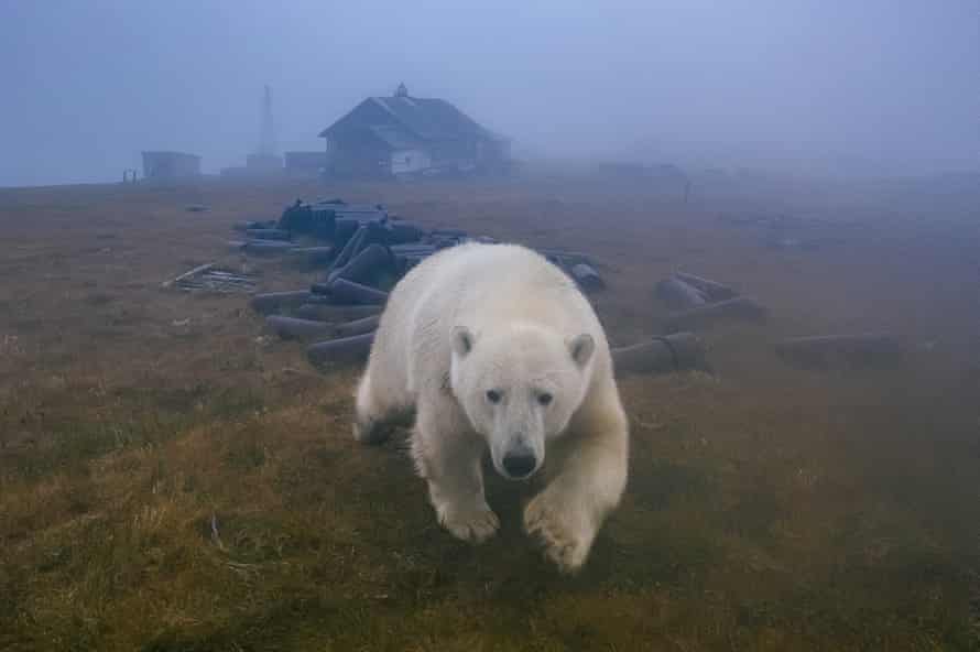 Polar bears living in an abandoned weather station in Kolyuchin