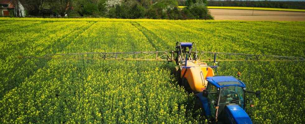 A urine based fertilizer to limit the use of fertilizers