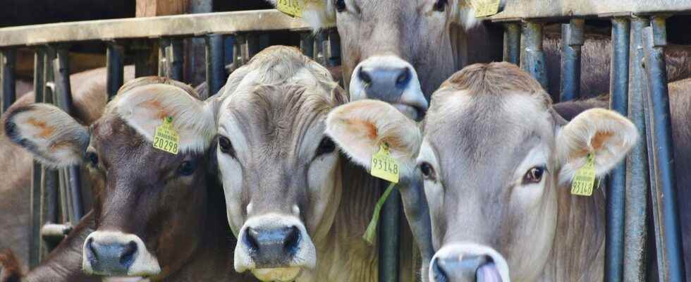 Agriculture the cause of global warming