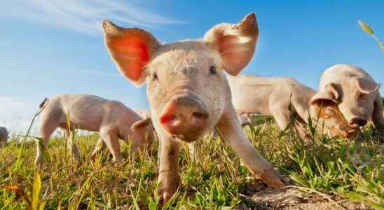 Animals of science beautiful as a pig in a mirror