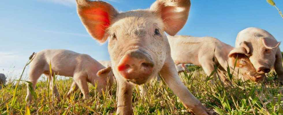 Animals of science beautiful as a pig in a mirror