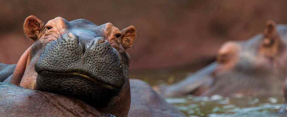 Animals of science hippos have voices