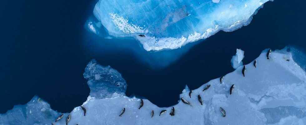 Antarctica Something Dramatic is Underway Warn Authors of 150 Year Data