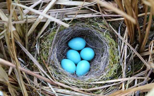 As effective as antibiotics The biggest difference from normal eggs