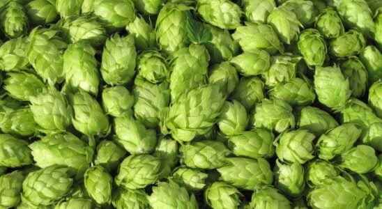 Aspirin in nature Those who learn the benefits of hops