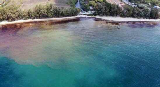 Beach declared disaster area due to oil spill in Thailand