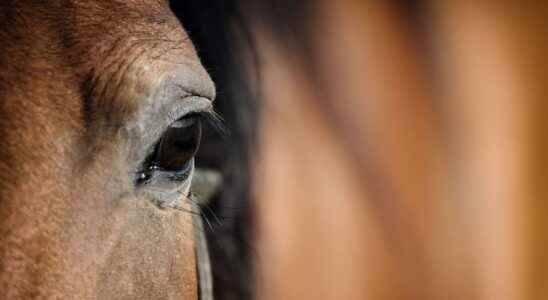 Beasts of science the horse a champion of social intelligence