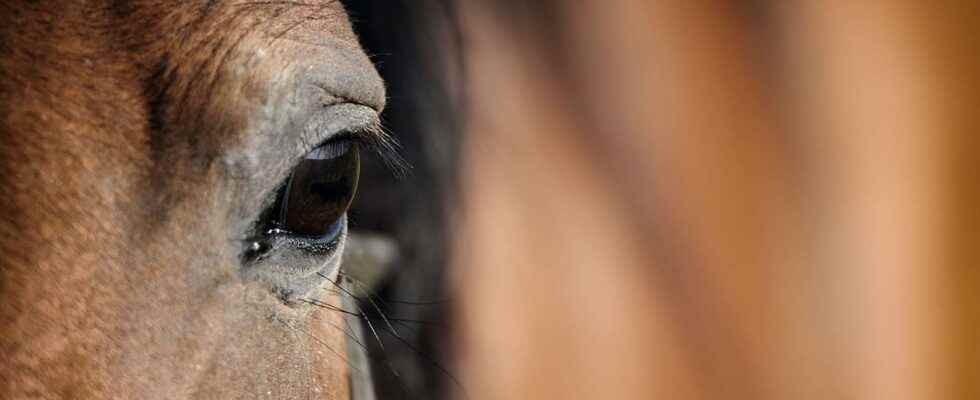 Beasts of science the horse a champion of social intelligence