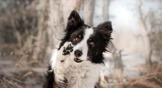 Beasts of science your dog will never speak… like a