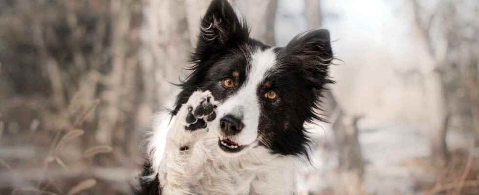 Beasts of science your dog will never speak… like a