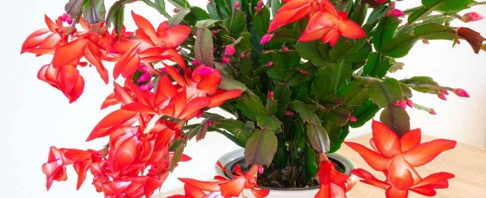 Christmas cactus what is it