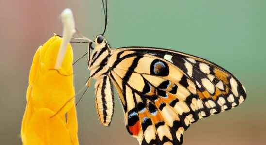 Citizen science participate in the conservation of butterflies on WhatsApp