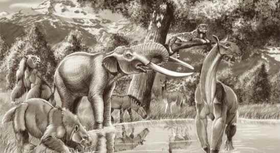 Closer to elephants or mastodons DNA analysis of a molar