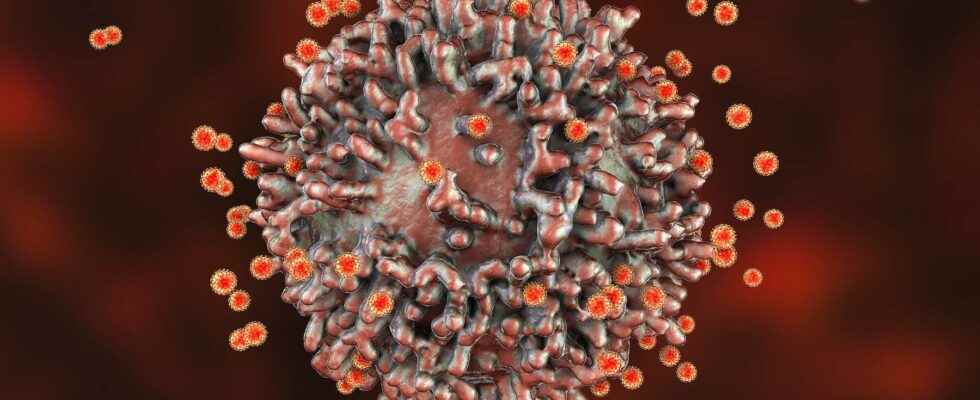 Common cold coronavirus immune cells confer protection against SARS CoV 2