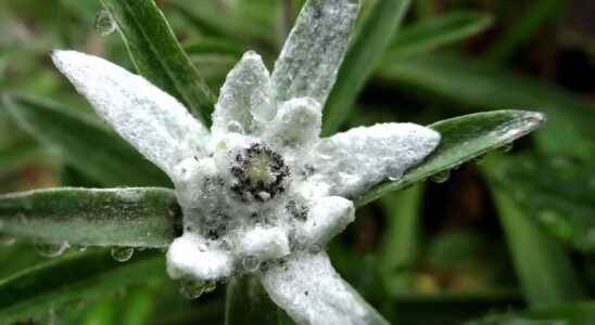 Edelweiss a fascinating mountain flower