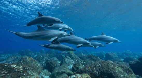 Female dolphins have a functioning clitoris