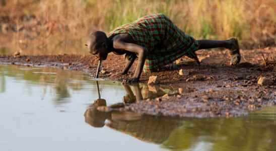 Guinea worm disease nearly eradicated Carter Center says