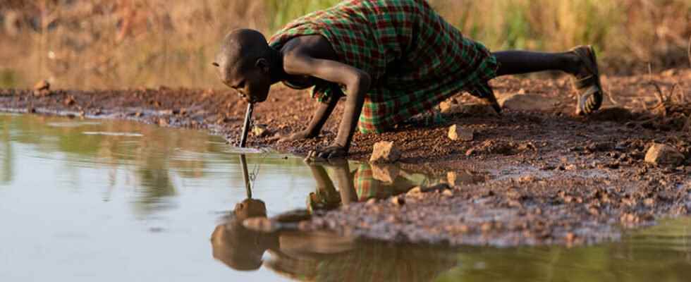 Guinea worm disease nearly eradicated Carter Center says