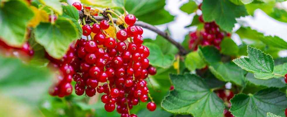 How to cut the currant in winter