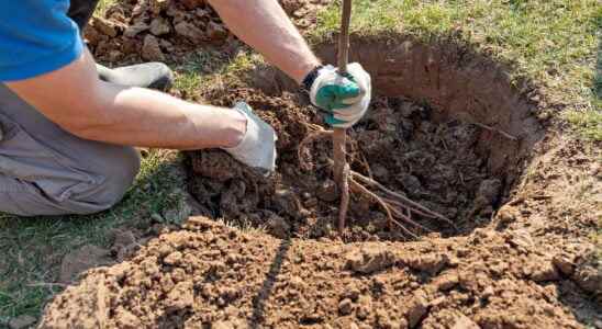 How to successfully plant bare root trees or shrubs