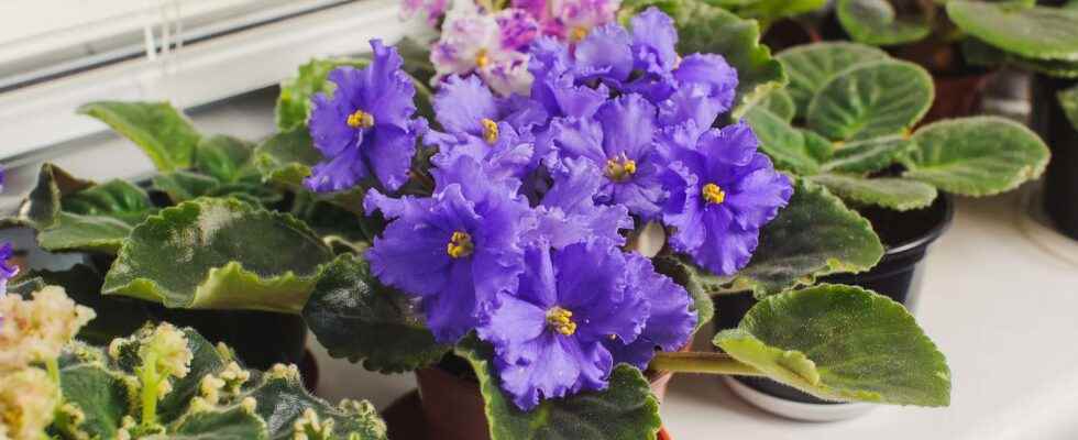 How to take cuttings from a Saintpaulia leaf