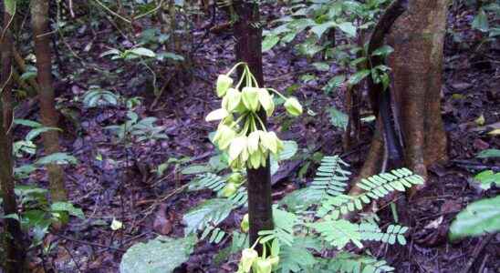 Leonardo DiCaprio gives his name to this tropical tree discovered