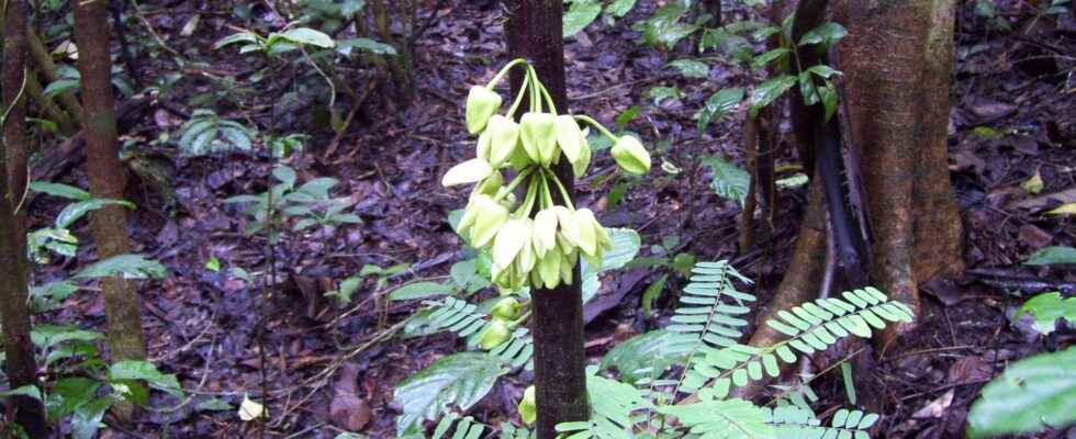 Leonardo DiCaprio gives his name to this tropical tree discovered