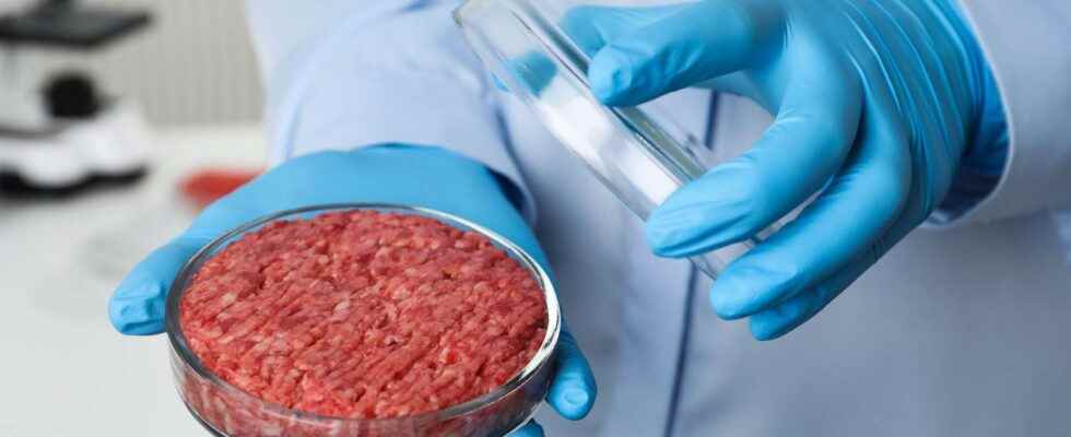 Meat in vitro A media bubble based on very weak