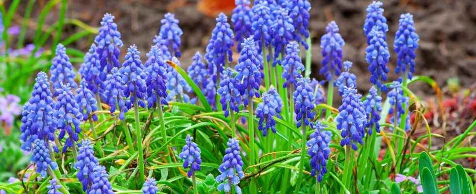 Muscari what is it