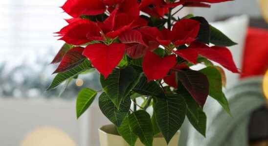 Poinsettia what is it