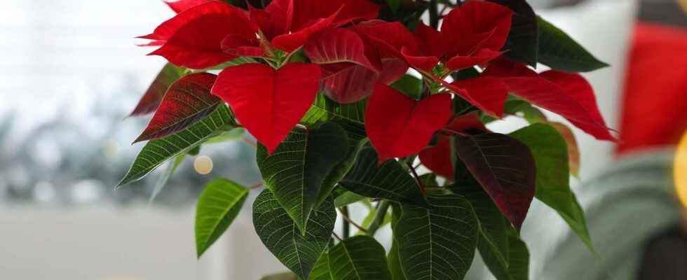 Poinsettia what is it